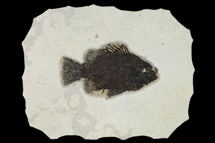 Fossil Fish (Cockerellites) - Wyoming #158564